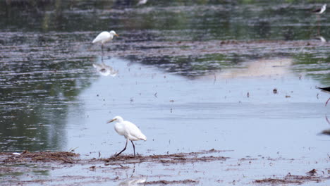 Egrets-and-other-bird-species-are-foraging-in-an-open-paddy-field-located-in-a-province-in-Southeast-Asia