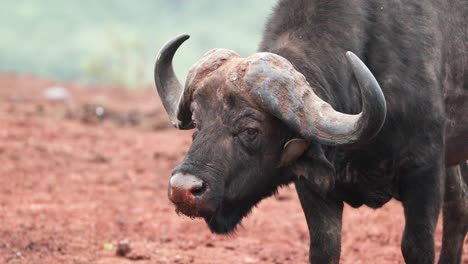 Búfalo-Africano-Rumiando-En-El-Parque-Nacional-De-Aberdare,-Kenia---Primer-Plano