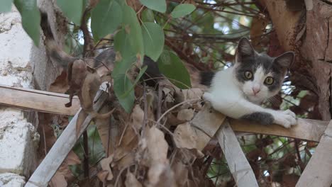 Cat-Gripped-on-Wooden-Fence-Exploring-Outdoors-Near-Tree-Branch