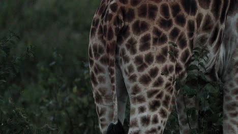 Muster-Auf-Dem-Körper-Einer-Giraffe-Im-Aberdare-Nationalpark,-Kenia-–-Nach-Oben-Neigen