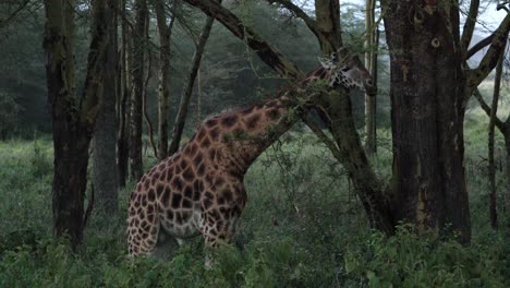 Jirafa-Comiendo-Hojas-En-El-Bosque,-Parque-Nacional-Aberdare-En-Kenia---Plano-Amplio