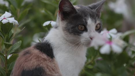 Cute-Curious-Kitten-Cat-Amongst-White-Flower-Field-Outdoors-at-Daytime