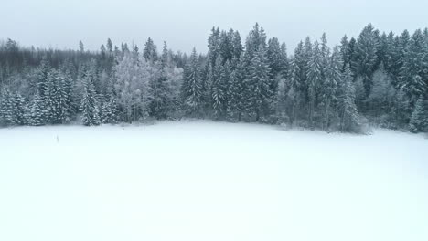 Vogelperspektive-über-Einen-Kiefernwald-Unter-Einer-Schneedecke-Im-Winter