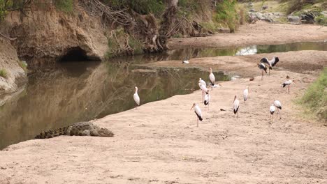 Group-Of-Yellow-billed-Storks-And-Crocodile-Near-The-Pond-In-Masai-Mara,-Kenya---Wide-Shot