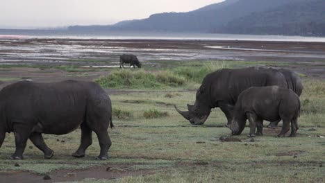 Familia-De-Rinocerontes-Pastando-En-El-Parque-Nacional-De-Aberdare,-Kenia,-África