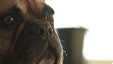 Pug-dog's-face-with-soulful-eyes,-indoor,-soft-lighting,-close-up