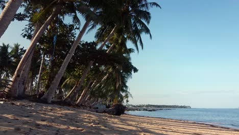 Seaside-Coconut-Palms-lean-towards-beach-with-dislodged-exposed-roots