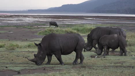 Black-Rhino-Family-Eating-And-Walking-In-Aberdare-National-Park,-Kenya