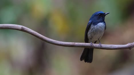 Facing-to-the-left-and-suddenly-turns-to-the-right-wagging-its-tail,-Hainan-Blue-Flycatcher-Cyornis-hainanus,-Thailand