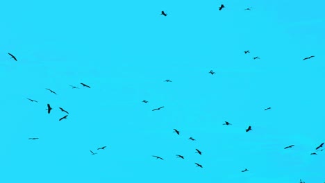 Distant-group-of-migratory-birds-flying-across-idyllic-clear-blue-sky