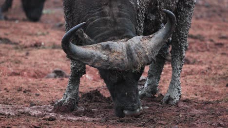 Cape-Buffalo-Cubierto-De-Barro-En-El-Parque-Nacional-De-Aberdare,-Kenia,-África-Oriental