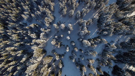 Treetops-In-Snow-Covered-Mountains-In-Saalbach-Hinterglemm,-Alpine-Resort-Town-Near-Salzburg,-Austria