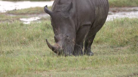 Primer-Plano-De-Un-Rinoceronte-Negro-Pastando-Sobre-Hierba-En-El-Parque-Nacional-Aberdare,-Kenia