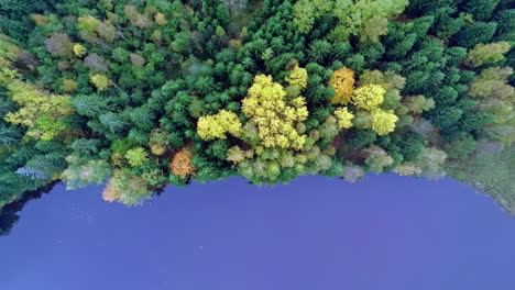Aerial-view-of-coniferous-forest-with-colorful-autumn-hues-on-trees