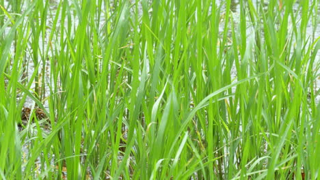 Frische-Grüne-Reisblätter-Wiegen-Sich,-Während-Sie-Vom-Wind-In-Einem-Reisfeld-In-Südostasien-Geblasen-Werden