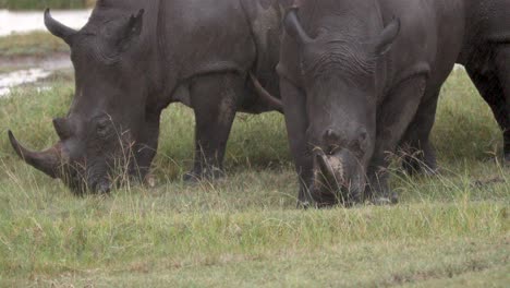 Hooked-Lipped-Rhinoceros-On-A-Rainy-Wetlands-In-Kenya,-East-Africa