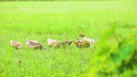 Beautiful-Indian-Desi-Duck,-grazing-in-the-field