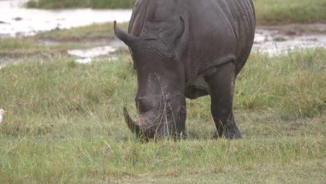 Rinoceronte-De-Labios-Gancho-Junto-A-Una-Garceta-Bueyera-Pastando-En-Humedales-En-Kenia,-África