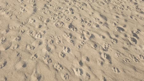 Dog-Animal-Paw-Prints-on-Sandy-Desert,-Sunny-Sand-Isolated-Landscape