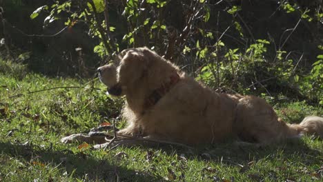 Happy-dog-in-shade-with-stick-barks-playfully-then-stands