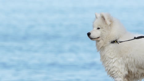 White-Samoyed-dog-profile-with-a-blurred-sea-in-background,-leash-visible
