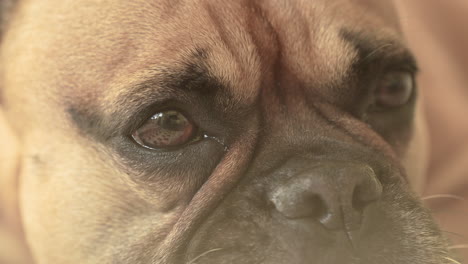 Close-up-of-a-French-bulldog-dog's-pensive-eyes-and-face
