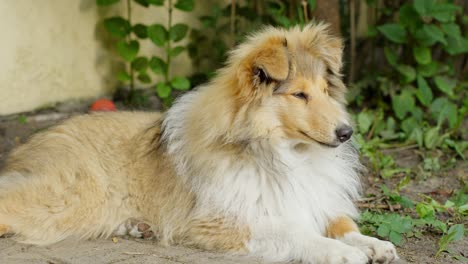 Purebred-rough-collie-lying-down-on-playground-with-plants-in-the-background,-static-closeup-low-angle