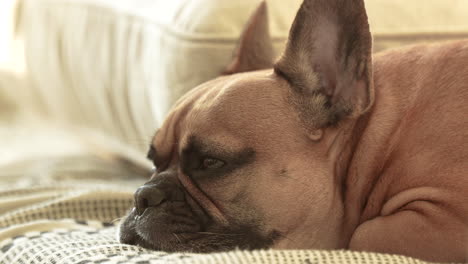 Verschlafener-Hund-Der-Französischen-Bulldogge,-Der-Auf-Einer-Strickdecke-Ruht