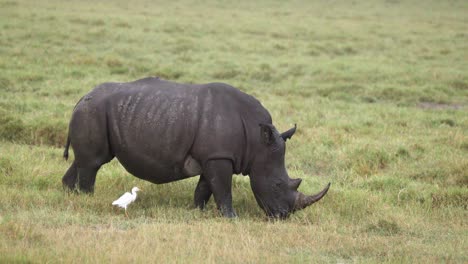 Black-Rhino-With-Egret-On-The-Field-In-Aberdare-National-Park,-Kenya,-Africa