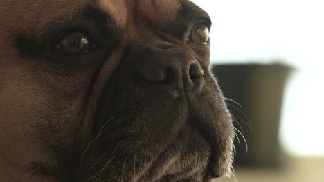 Close-up-of-a-French-bulldog-dog's-reflective-gaze