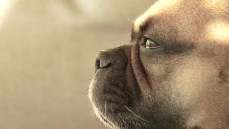 French-Bulldog's-profile-with-a-soft-focus-background,-showcasing-detail-in-fur-texture,-close-up