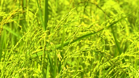 Statische-Nahaufnahme-Von-Grünen-Reisfeldern,-Reisfeldern,-In-Bangladesch