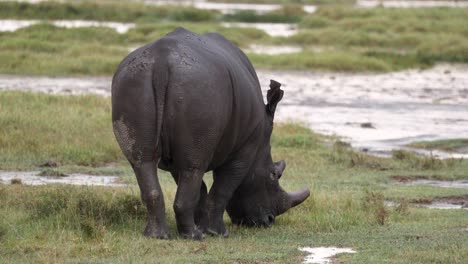 Vista-Detrás-Del-Rinoceronte-Negro-Alimentándose-De-Hierba-En-El-Parque-Nacional-De-Aberdare,-Kenia