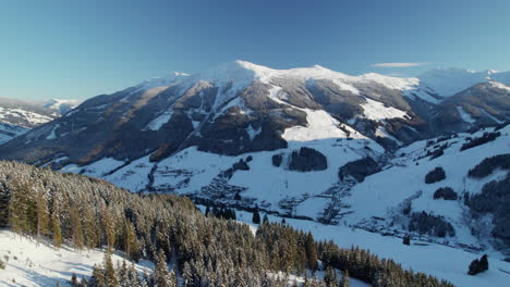 Pinos-Nevados-En-El-Bosque-En-La-Montaña-Schattberg-En-Invierno-En-Los-Alpes-De-Kitzbuhel,-Salzburgo,-Austria