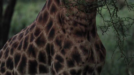 Giraffe-Eating-In-Wild-Savannah-In-Kenya,-East-Africa