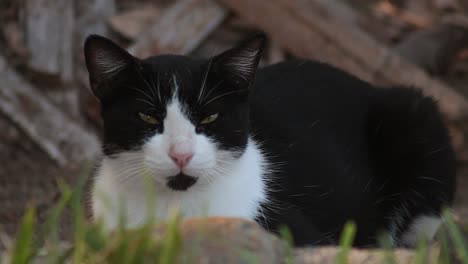 Schwarz-weiße-Katze-Ruht-Sich-Aus-Und-Schläft-Bei-Sonnenuntergang-Im-Freien-Ein