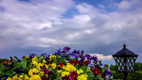 Time-lapse-of-clouds-in-sky-overlooking-beautiful-pansy-flowers-bed