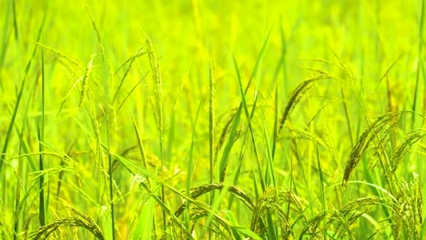 Close-up-of-fresh-paddy-rice-plant-on-Asian-field