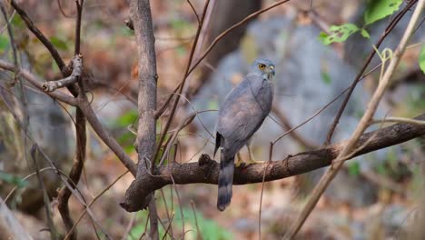 Camera-zooms-out-sliding-to-the-right-while-displaying-its-backside,-Crested-Goshawk-Accipiter-trivirgatus,-Thailand