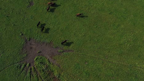 Drone-photograph-taken-from-above,-showcasing-a-walking-herd-of-bison-in-a-top-down-view