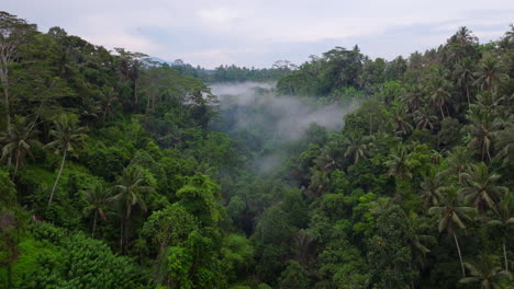 Nebel-Im-Ubud-Dschungel-Von-Bali-In-Indonesien