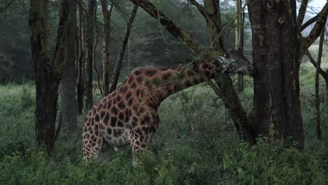 Giraffe-Eating-From-A-Tree-In-The-Forest-In-Aberdare-National-Park,-Kenya---Wide