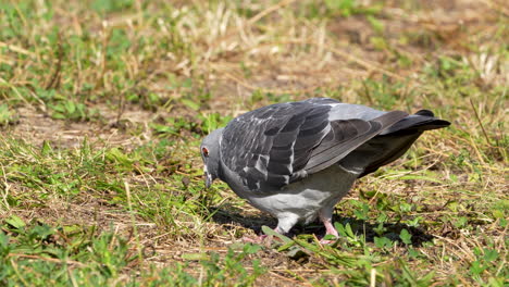 Pigeon-foraging-on-grass,-close-up-in-sunlight,-showcasing-its-grey-plumage-and-orange-eye