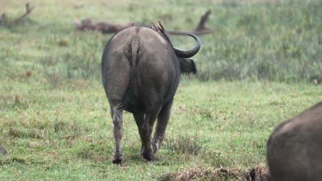 African-Buffalo-With-Birds-On-Its-Back,-Walking-On-The-Field-In-Aberdare,-Kenya---Slow-Motion