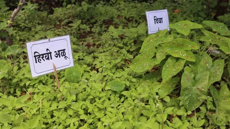 Green-Colocasia-esculenta-and-Caladium-bicolor-plants-in-India