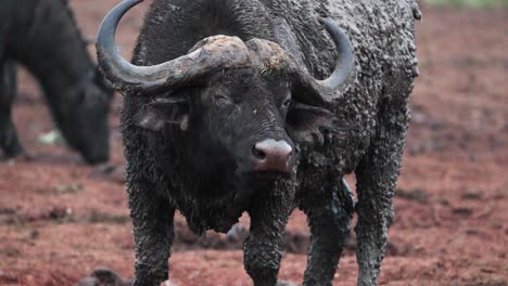 Mud-Covered-African-Buffalo-Standing-On-The-Field-In-Aberdare,-Kenya---Close-Up