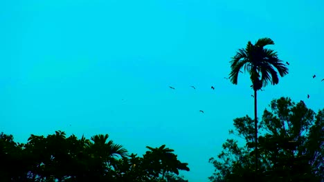 Flock-of-birds-flying-around-over-tropical-forest-at-dusk-with-copy-space-on-left-side