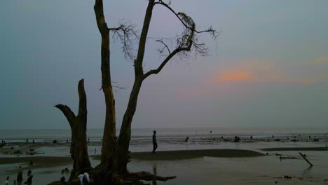A-man-walking-along-beach-at-dusk-passing-a-solitary-Mangrove-tree