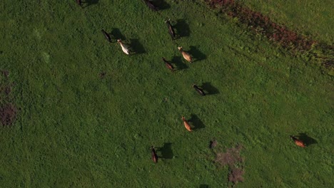 Aerial-perspective-from-a-top-down-drone-shot-capturing-a-walking-group-of-bison