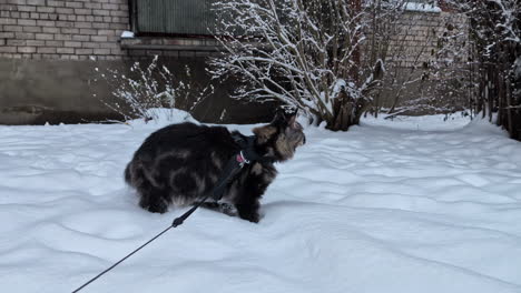 Maine-Coon-cat-tied-with-leash-curiously-walking-in-snow